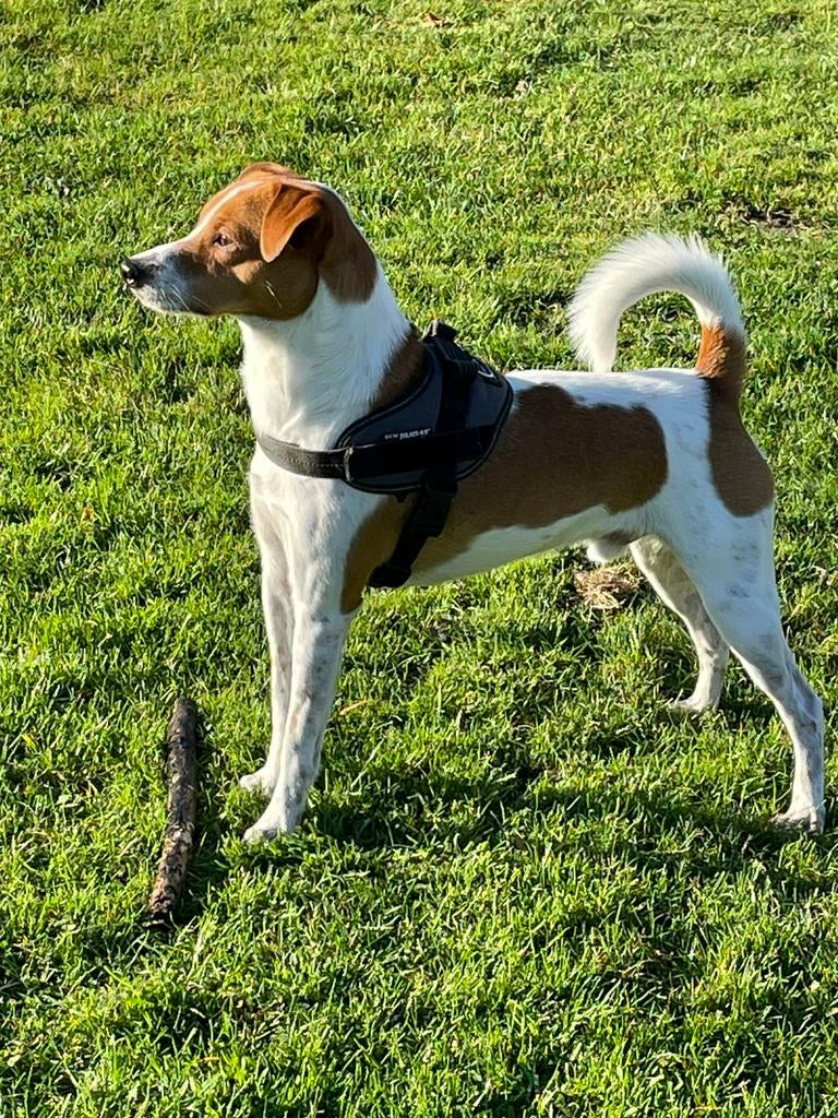 Dekreu Boerenfox ter dekking aangeboden, Dieren en Toebehoren, Reu, Parvo, Eén hond, 3 tot 5 jaar