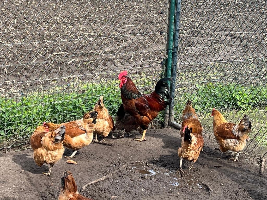 Broedeieren bruine legkip, Dieren en Toebehoren, Pluimvee, Vrouwelijk, Kip