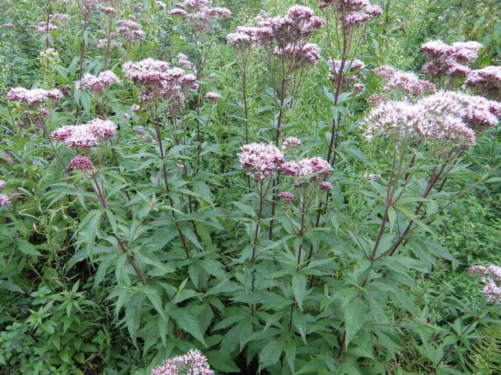 Bio zaden Koninginnekruid – Eupatorium cannabinum | Inheems, Ophalen of Verzenden, Voorjaar, Halfschaduw, Zaad