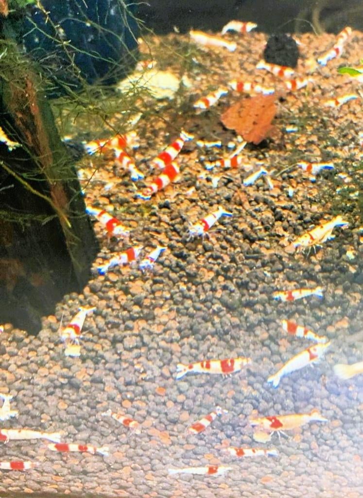 Crystal Red garnalen | Caridina, Kreeft, Krab of Garnaal, Zoetwatervis