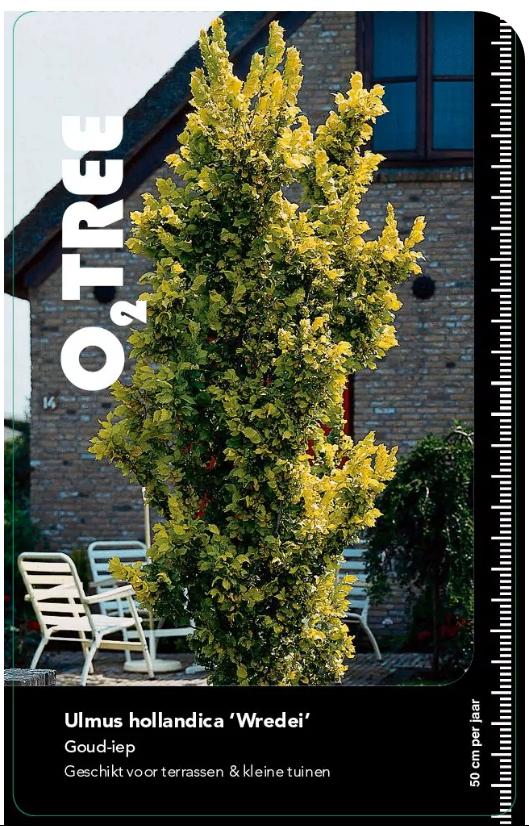 Ulmus hollandia 'Wredei' | Goudiep, Bloeit niet, 250 tot 400 cm, Zuilboom, Ophalen