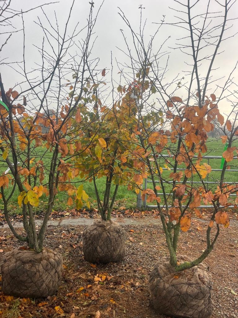 Parrotia persica meerstammig, Perzisch ijzerhout, zeer mooi!, Tuin en Terras, Planten | Bomen, Ophalen, Winter, Halfschaduw, Overige soorten