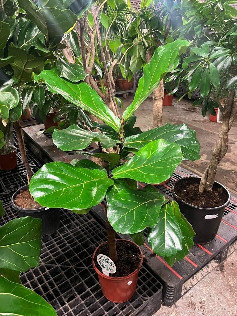 Ficus lyrata – Op stam – 120cm, Huis en Inrichting, Kamerplanten, Ficus, 100 tot 150 cm, Groene kamerplant, Halfschaduw, In pot