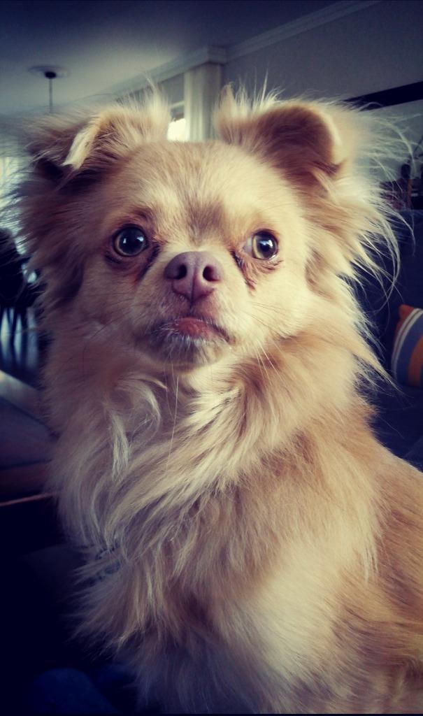 Dekreu Chihuahua, Dieren en Toebehoren, 6 jaar of ouder, Reu, Parvo, Eén hond