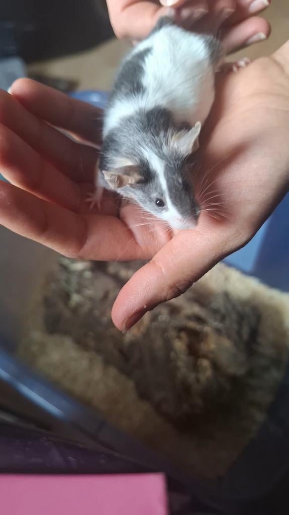 Kleurmuizen, Dieren en Toebehoren, Muis, December, Vrouwelijk, Tam
