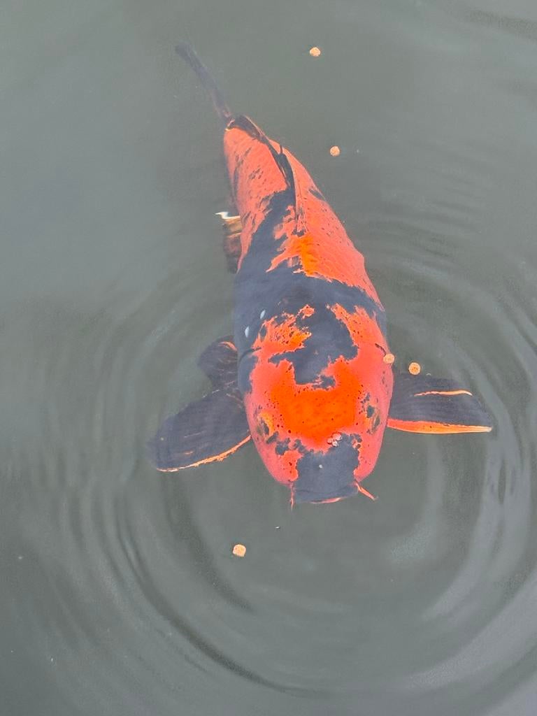 Hi Utsuri koi – 40/45 cm – mooie contrastrijke koi, Dieren en Toebehoren, Karper of Koi