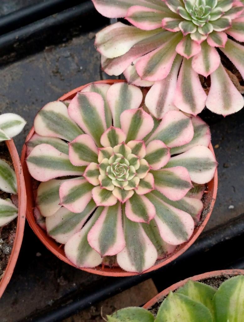 Aeonium pink moonchan 10 cm, Ophalen of Verzenden, Halfschaduw, Minder dan 100 cm
