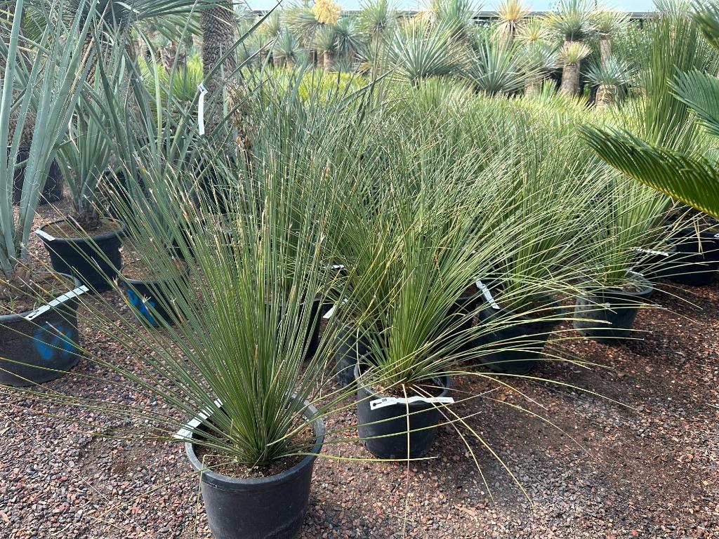 Dasylirion longissimum - Mexicaanse grasboom te koop, Bloeit niet, Minder dan 100 cm, Volle zon, In pot