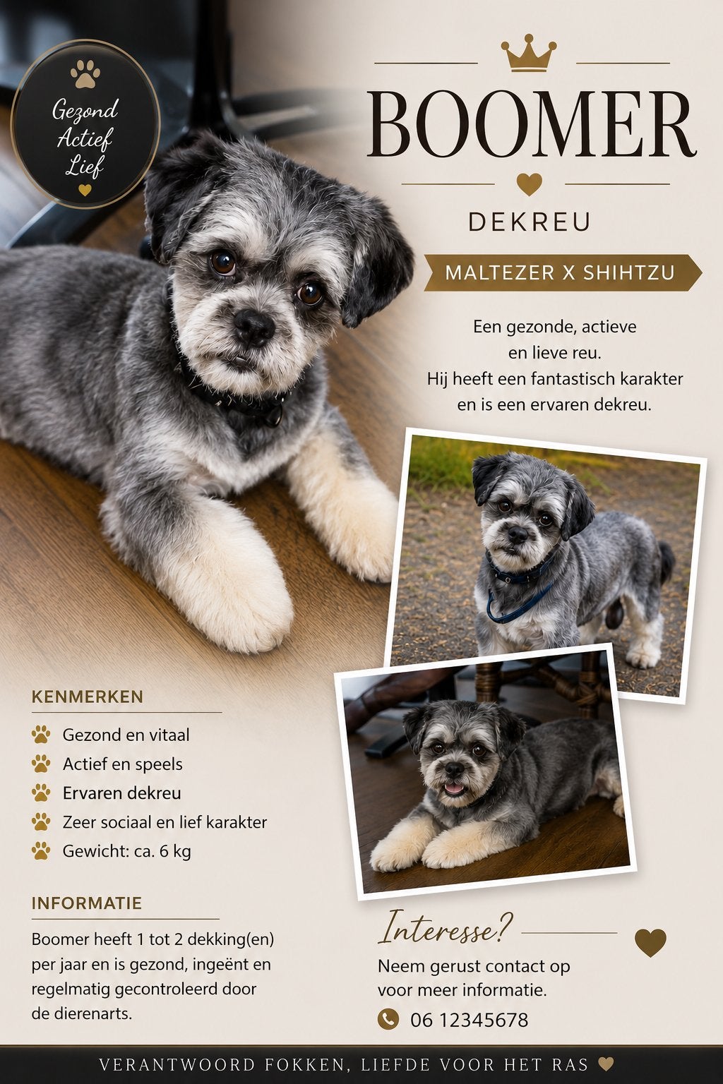 Ervaren Dekreu Boomer – Maltezer  Shih Tzu, Reu, Parvo, Eén hond, 3 tot 5 jaar
