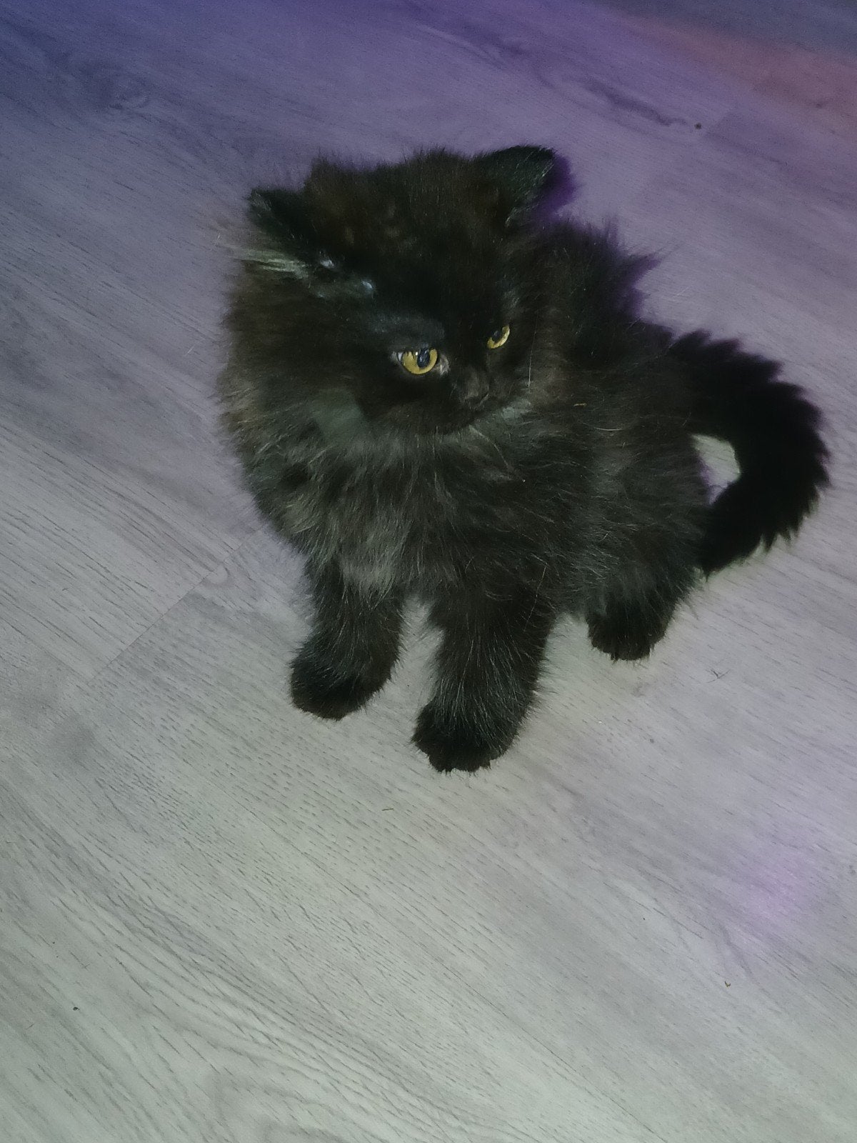 te koop lieve britse langhaar, Kater, Ontwormd