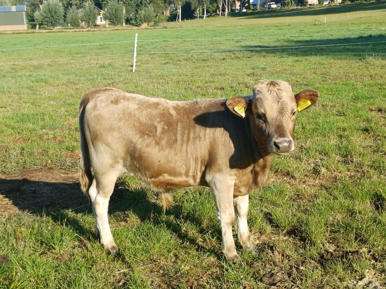 Te koop. Mooi minirund stierkalfje., Mannelijk