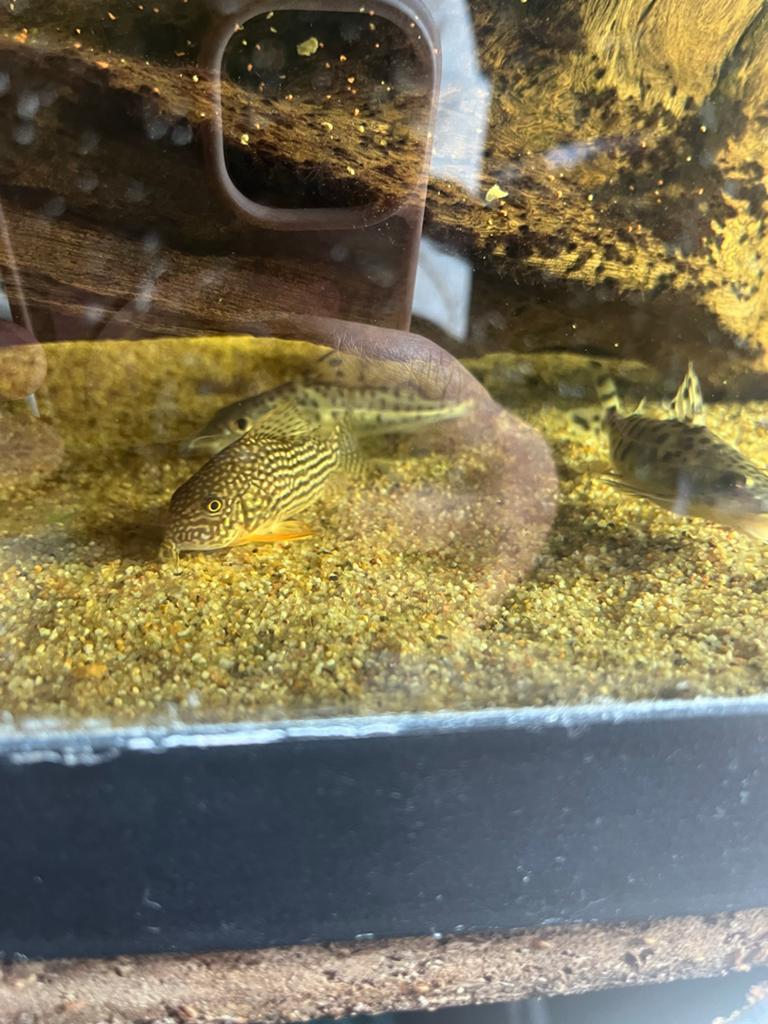 corydoras sterbai, Vis