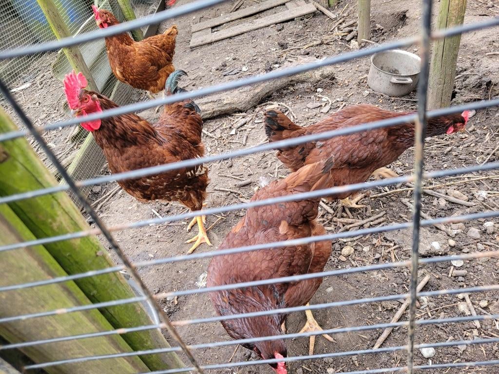 Broedeieren Rhode Island Red Barnevelder cochin zijderhoende, Dieren en Toebehoren, Pluimvee, Geslacht onbekend, Kip