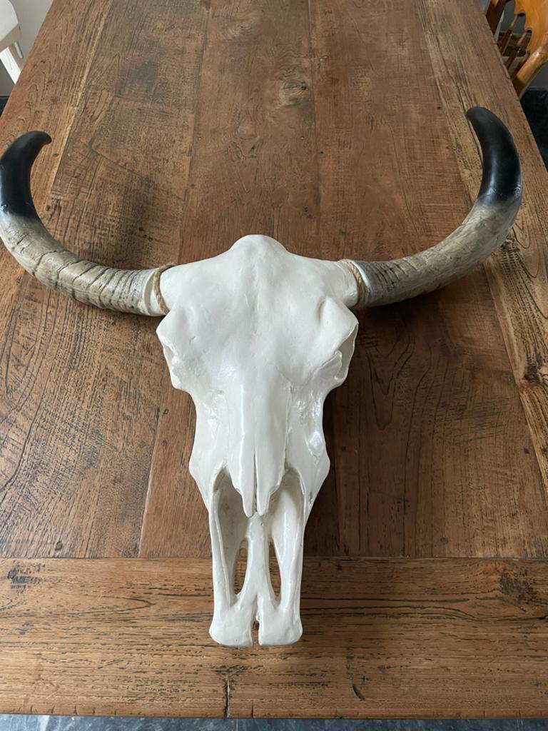 Grote buffel schedel, Ophalen