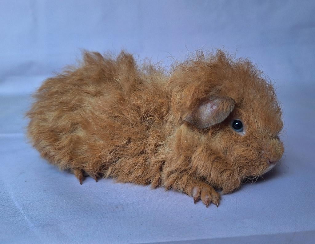 Jong Texel beertje - goud/wit (NCC show Tiel), Dieren en Toebehoren, Knaagdieren, Mannelijk, Tam, Maart, Cavia