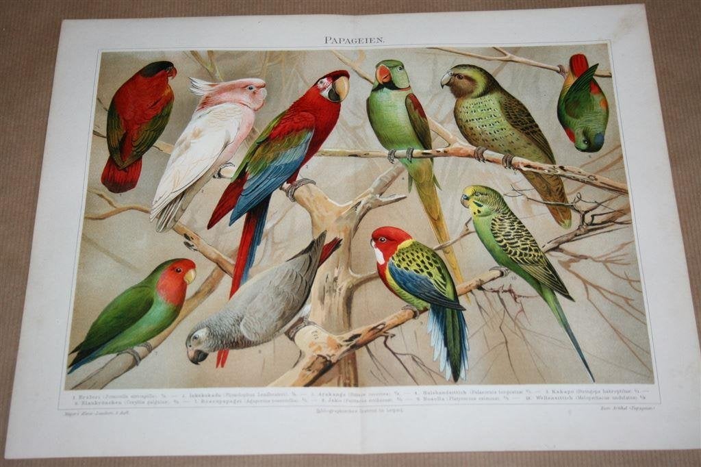 Antieke kleurenlitho - Diverse soorten papegaaien - 1900, Ophalen of Verzenden