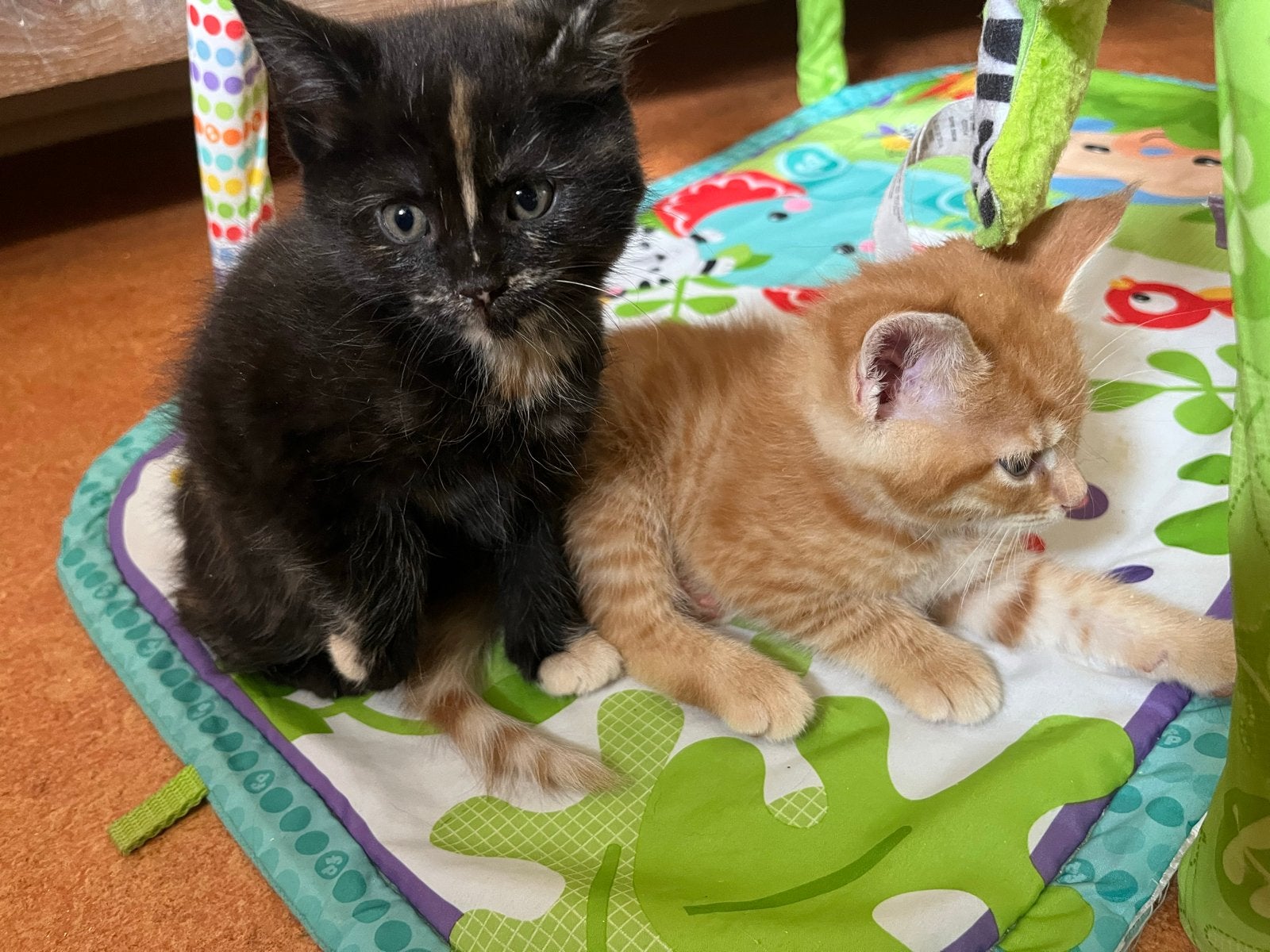 Maine coon x kittens, Dieren en Toebehoren, Katten en Kittens | Overige Katten, Meerdere dieren, 0 tot 2 jaar