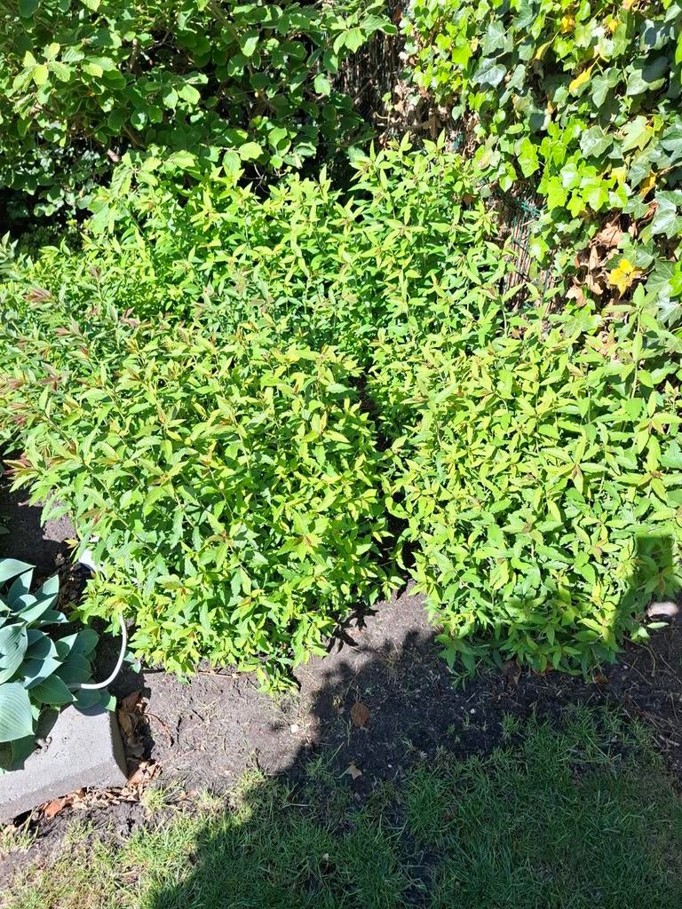 Acht Spirea struiken - zelf eruithalen, Volle zon, Vaste plant, Zomer, Ophalen