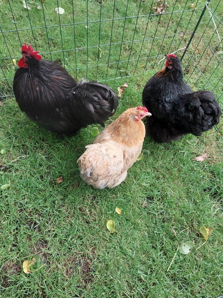 cochin kriel, Dieren en Toebehoren, Meerdere dieren, Kip