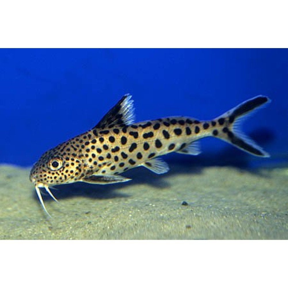 synodontissen, Vis