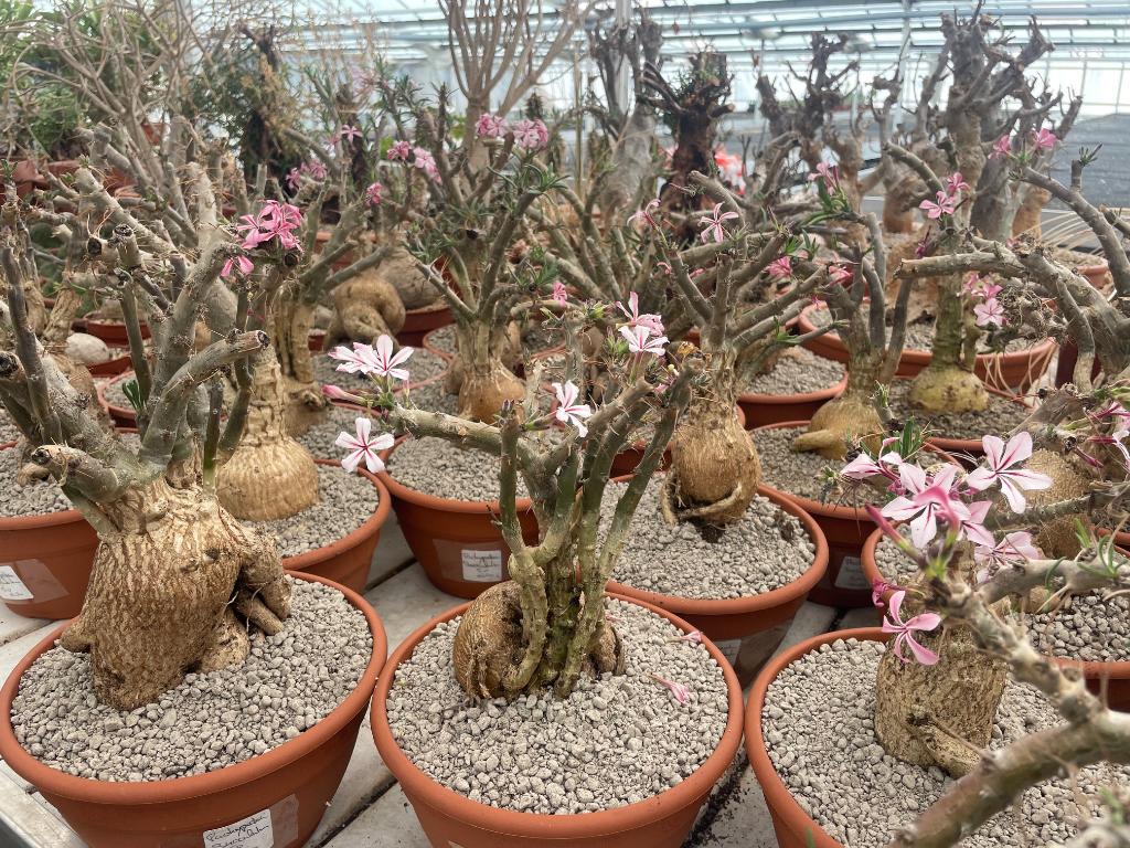 Caudex plant Pachypodium Succulentum( Zuid Afrika) 20 cm pot, Overige soorten, Ophalen of Verzenden, In pot, Minder dan 100 cm