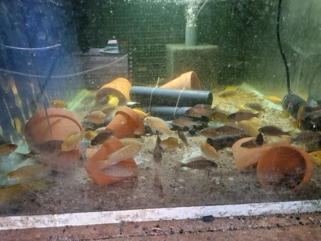 Mbuna mix, Vis