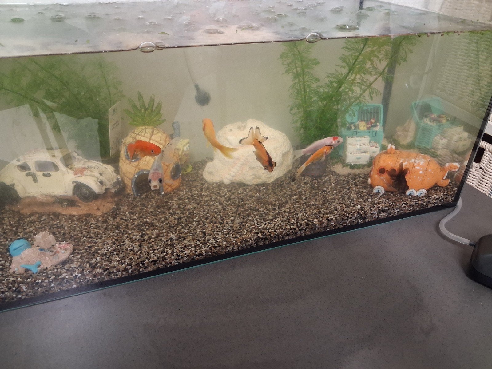 Compleet aquarium met 10 sluierstaartjes, Vis