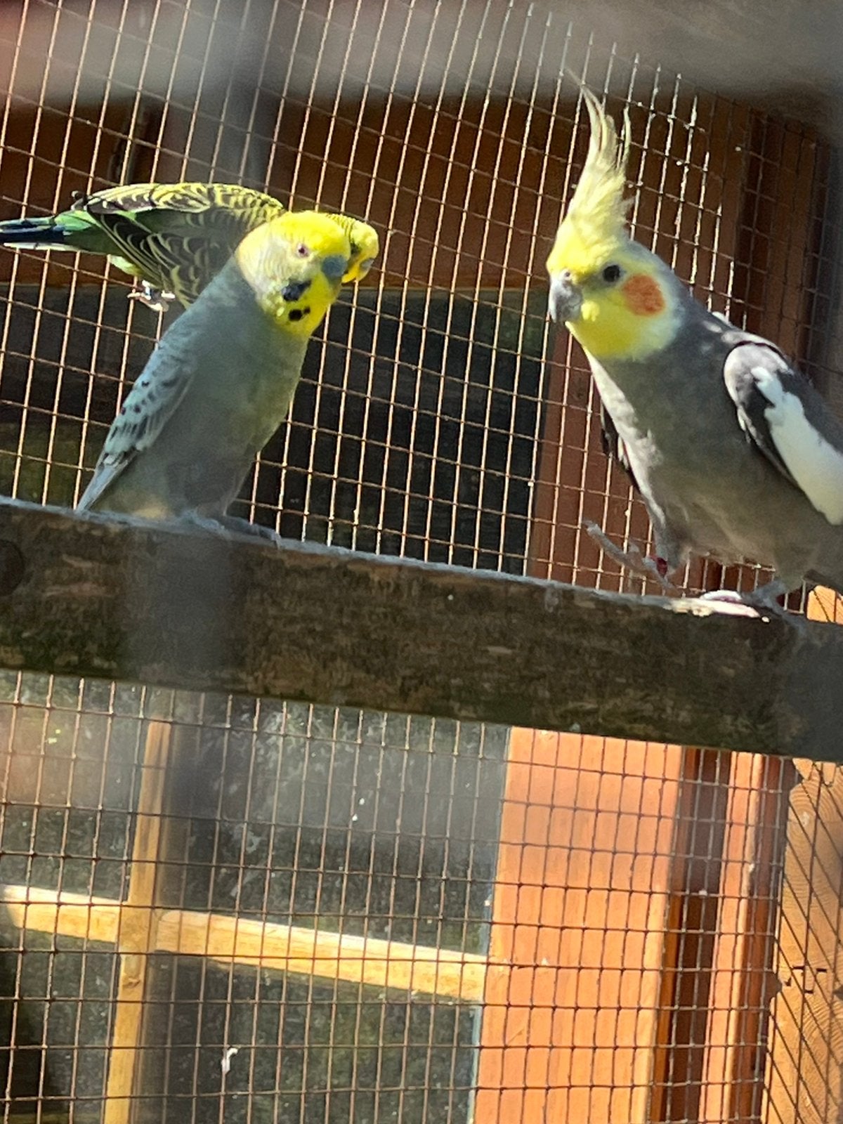 Valkparkiet en grasparkieten te koop, Dieren en Toebehoren, Vogels | Parkieten en Papegaaien, Meerdere dieren, Parkiet