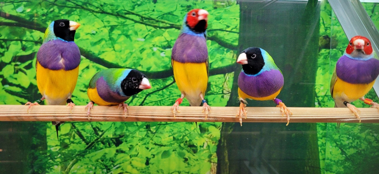 Gouldamadines diverse koppels., Meerdere dieren