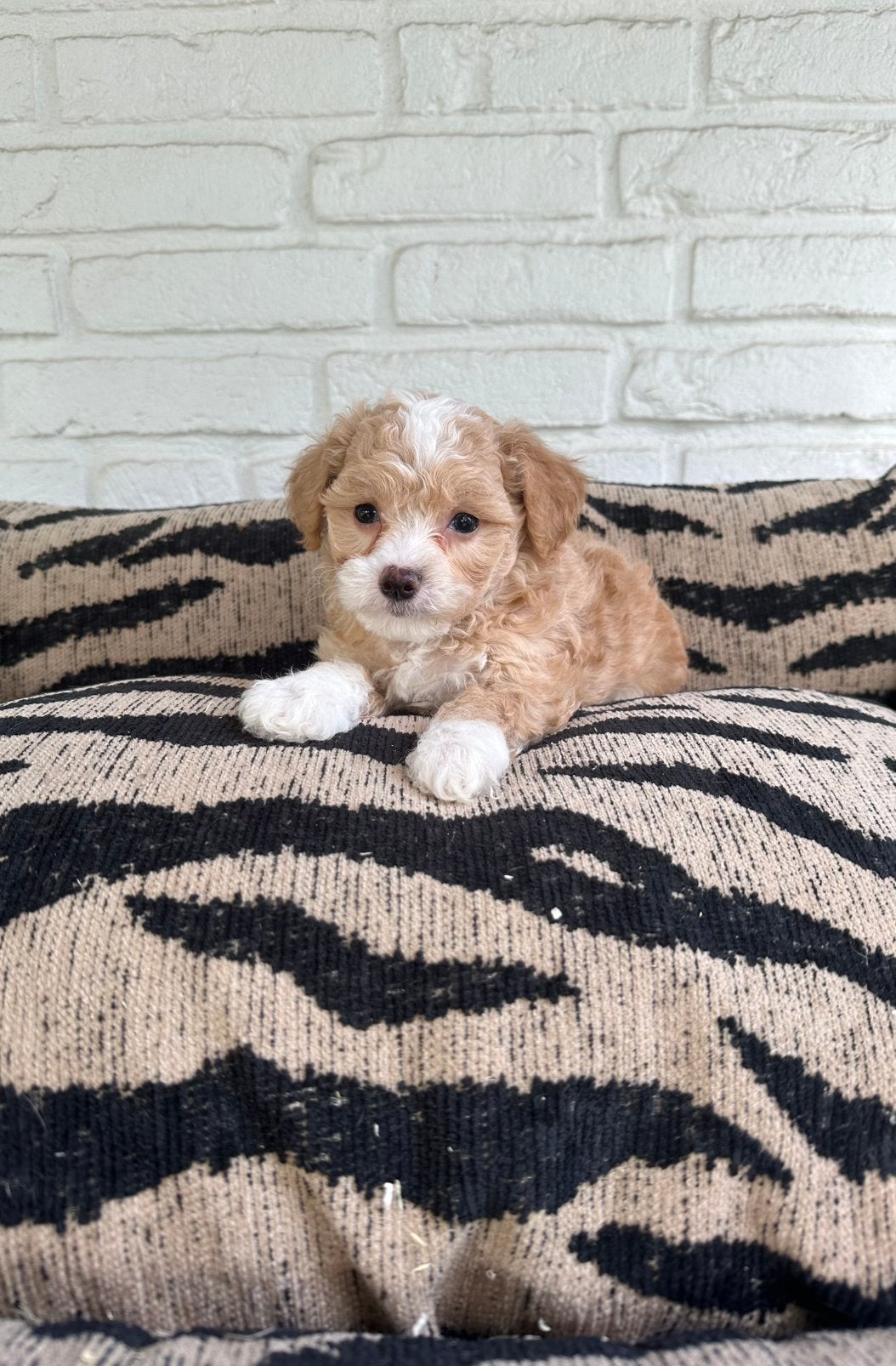 Maltipoo pups maltezer x toy poedel, Dieren en Toebehoren, Honden | Chihuahua's en Gezelschapshonden, Parvo, Nederland, Overige rassen