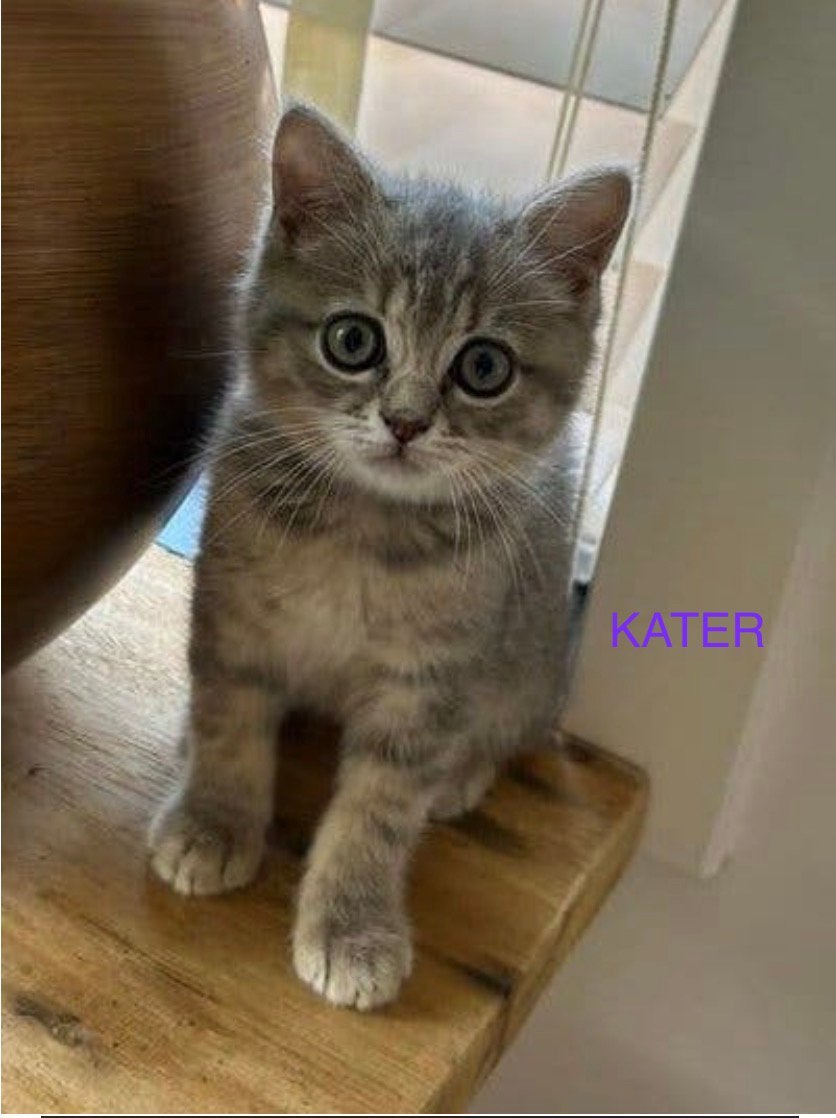 Raszuiver Britse korthaar kitten katertje mag  verhuizen, Kater, Ontwormd, 0 tot 2 jaar