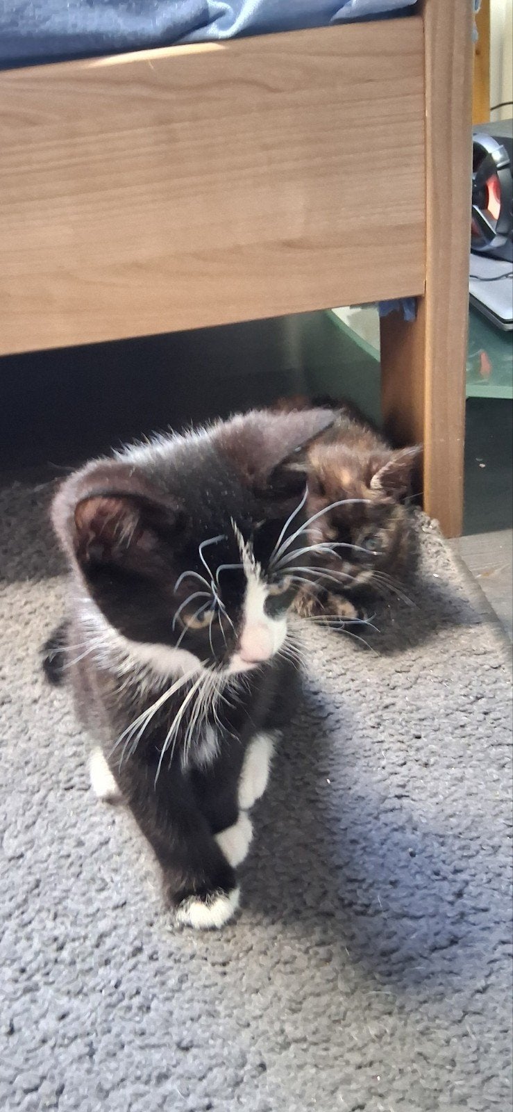 cat, Dieren en Toebehoren, Kater