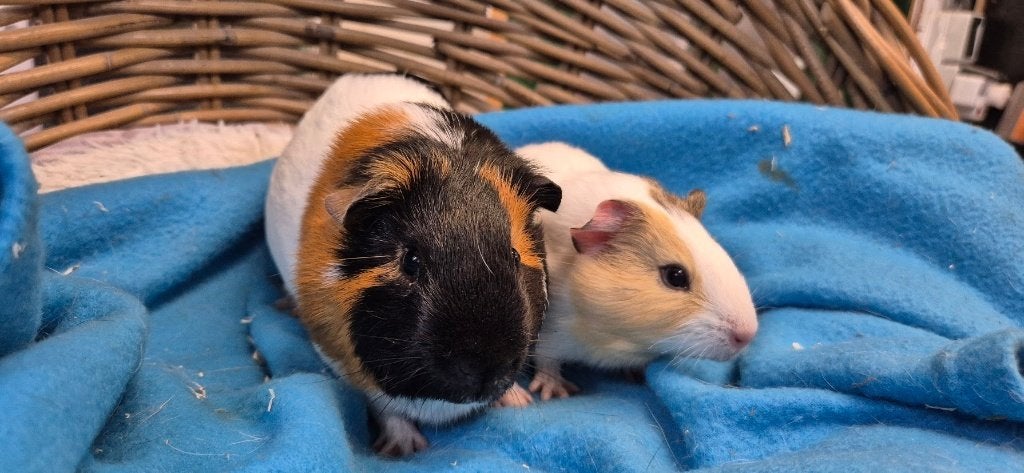 Veel leuke cavia koppels beschikbaar bij opvang animalhome, Mei, Meerdere dieren, Cavia