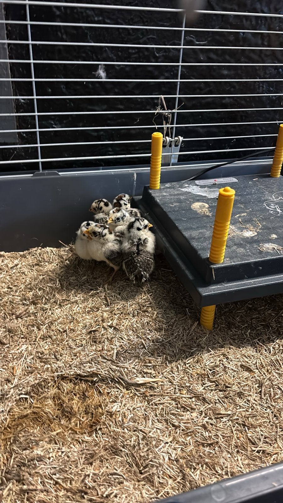 Friese zilverpel kuikens, Dieren en Toebehoren