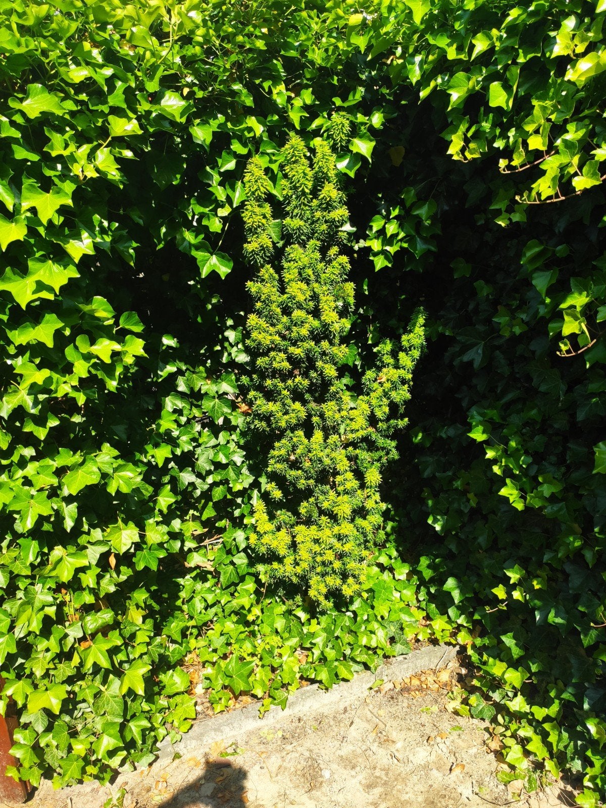 Taxus, ca 2m (gratis), Volle zon, Vaste plant, Bloeit niet, Ophalen