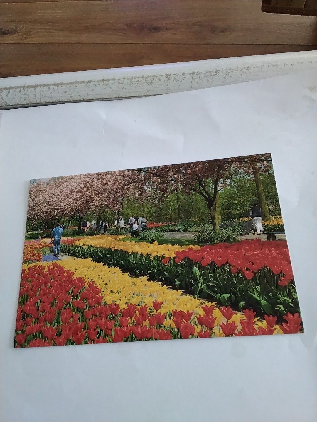 Ansichtkaart Holland in bloementooi - KEUKENHOF, Ophalen of Verzenden, 1980 tot heden, Ongelopen