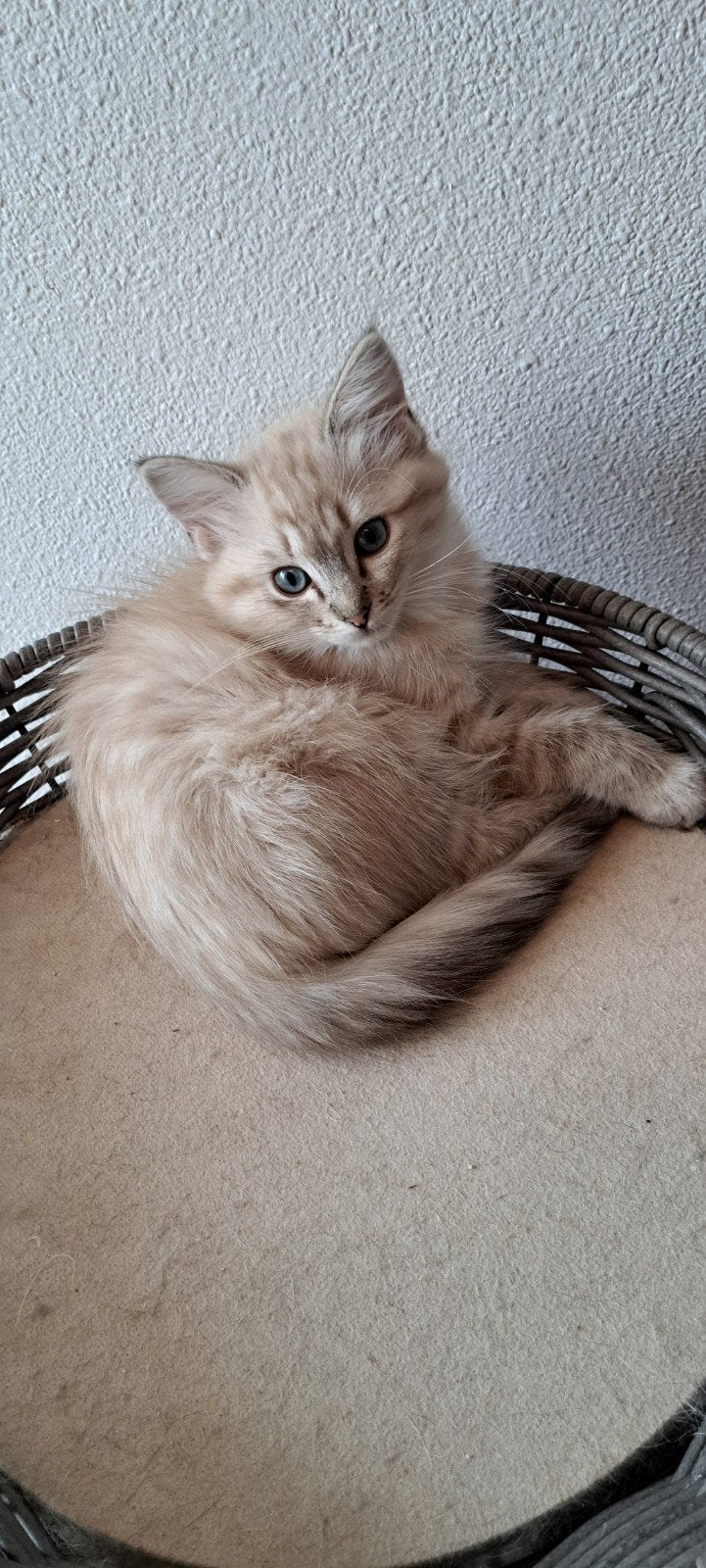 seal tabby mink ragdoll poesje, mag meteen verhuizen, Poes, Met stamboom, 0 tot 2 jaar