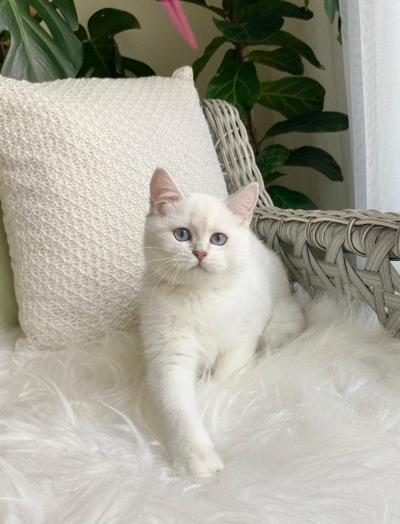 Bijzonder Silver British Shorthair poesje, Poes, Met stamboom, 0 tot 2 jaar