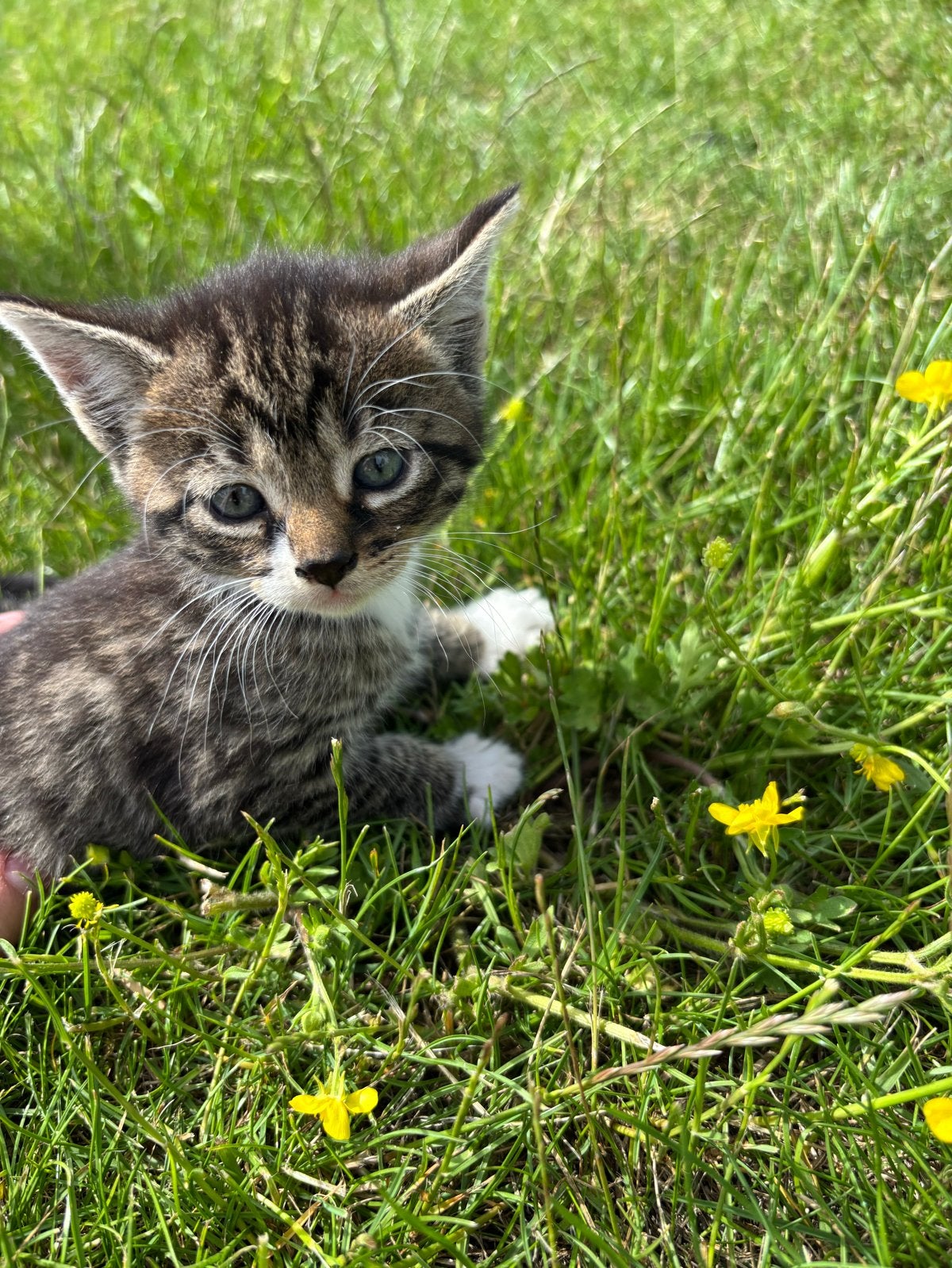 Kittens/poes - 5 lieve kittens zoeken een warm nieuw thuis!, Dieren en Toebehoren, Katten en Kittens | Overige Katten, Poes, 0 tot 2 jaar