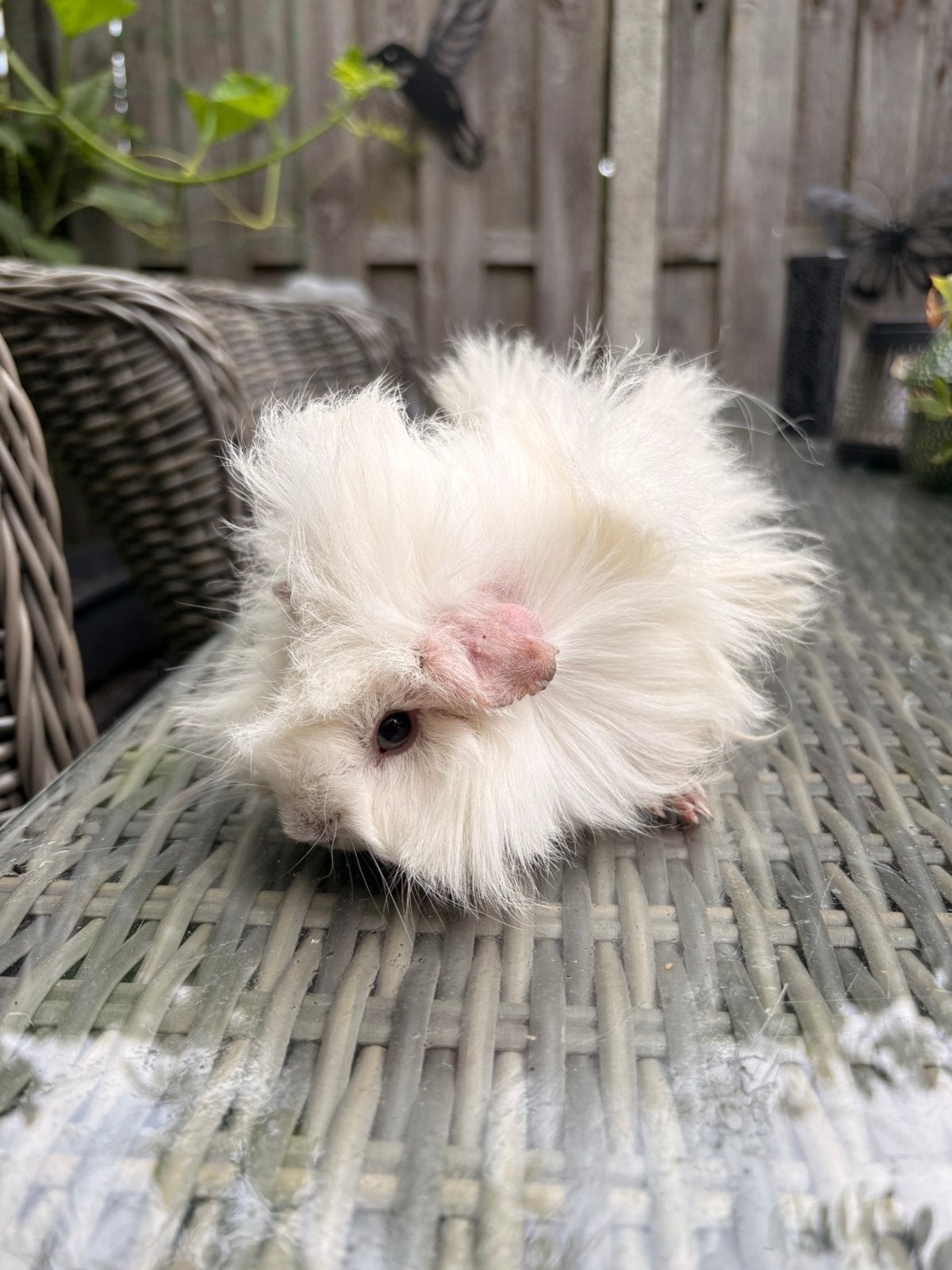 Raszuiver peruvian zeugje en california beertje gladhaar, Cavia, Juni, Meerdere dieren, Tam