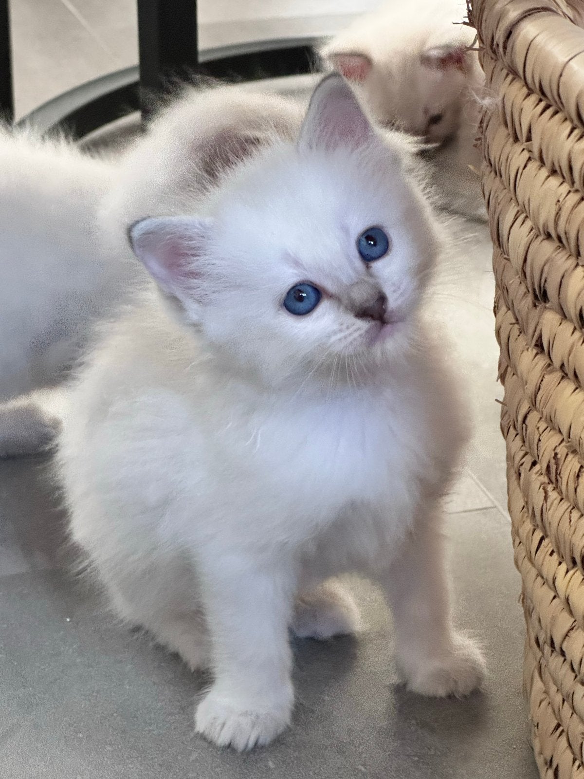 Prachtig Ragdoll Blue lynx point katertje