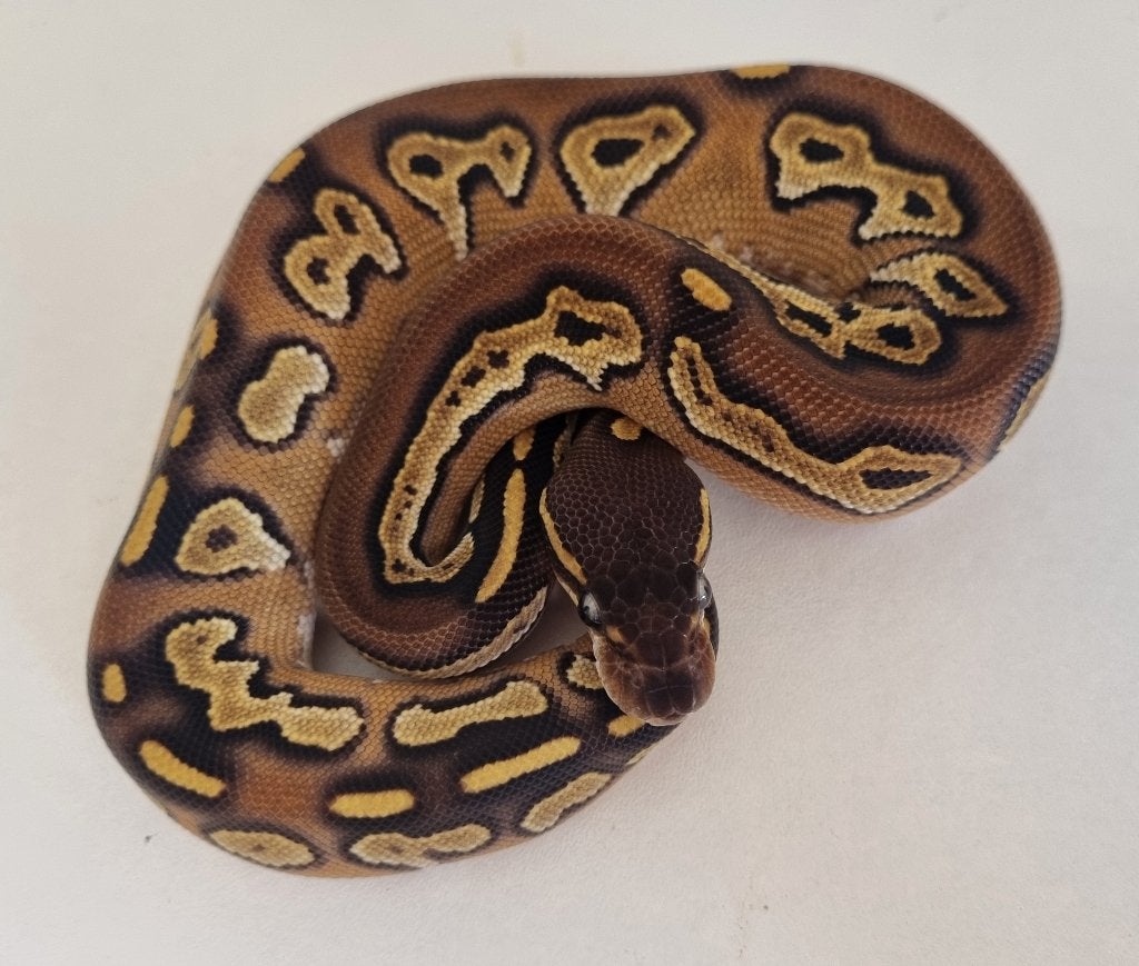 0.1 black head mojave 66% het dreamsicle koningspython Ball Python photo 3
