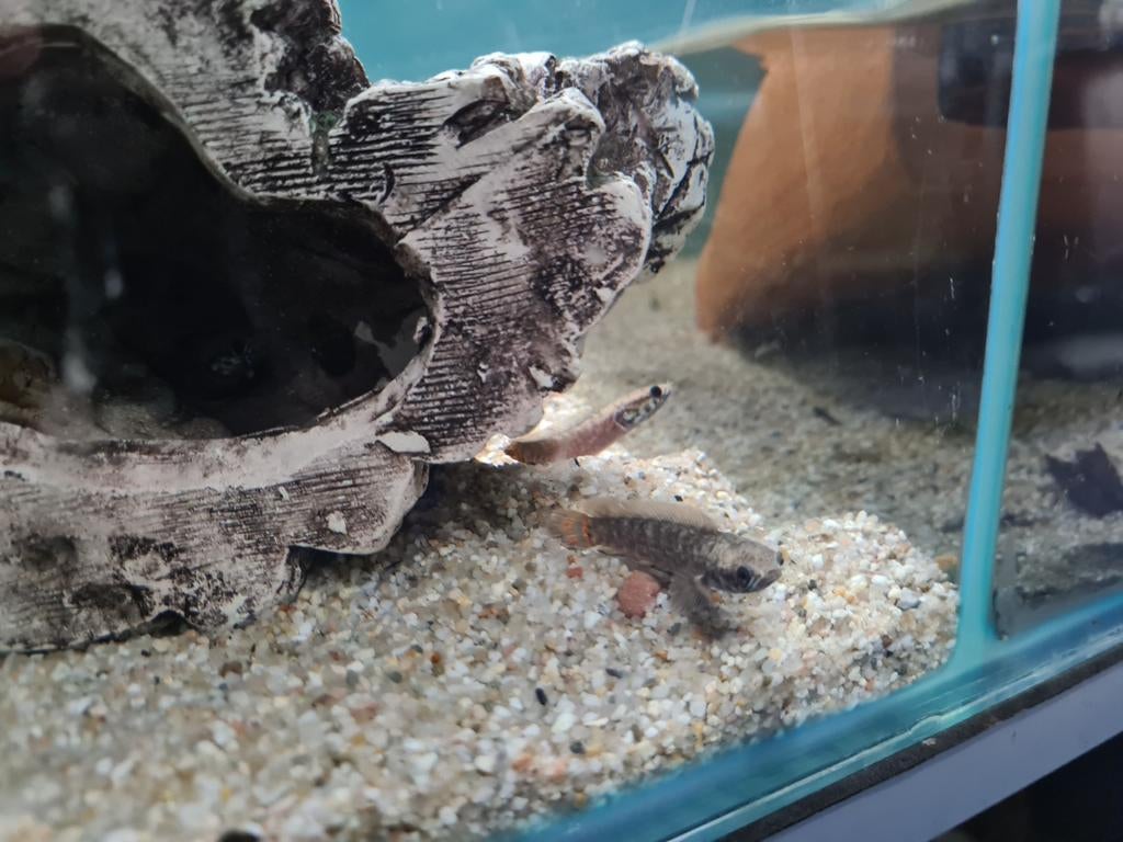 Channa Bleheri, Slangenkopvis, Dieren en Toebehoren, Vissen | Aquariumvissen, Vis, Zoetwatervis