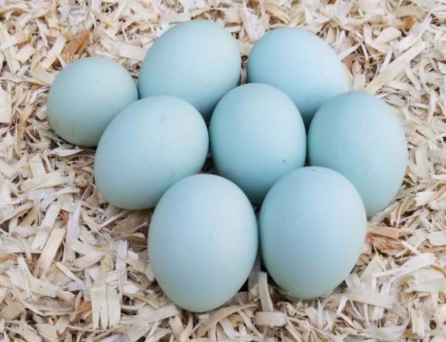 Ameraucana groen legger broedeieren 0,75, Verzenden, Nieuw, Overige typen