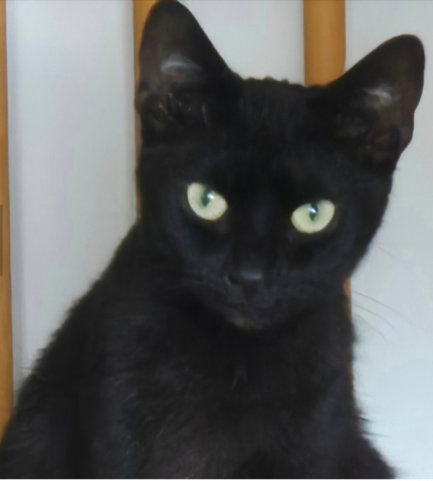 Zwarte poes 3 jaar oud, Poes, Kortharig, 3 tot 5 jaar