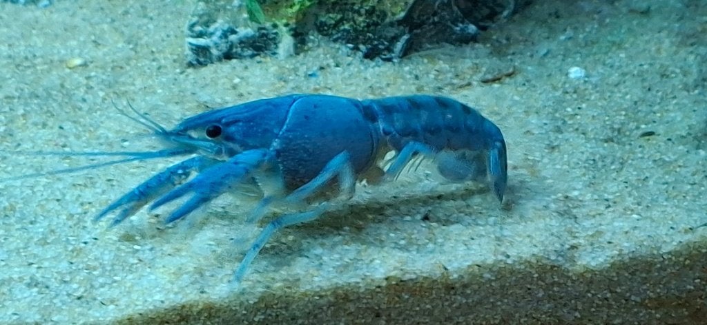 Jonge blauwe kreeften, Dieren en Toebehoren, Kreeft, Krab of Garnaal, Zoetwatervis
