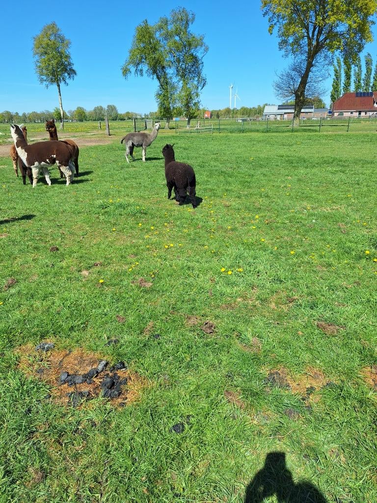 Mini alpaca hengjes 2x zwart en wit