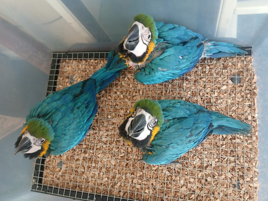 Blauw gele Ara kuikens 10 weken, Dieren en Toebehoren, Meerdere dieren, Papegaai, Tam