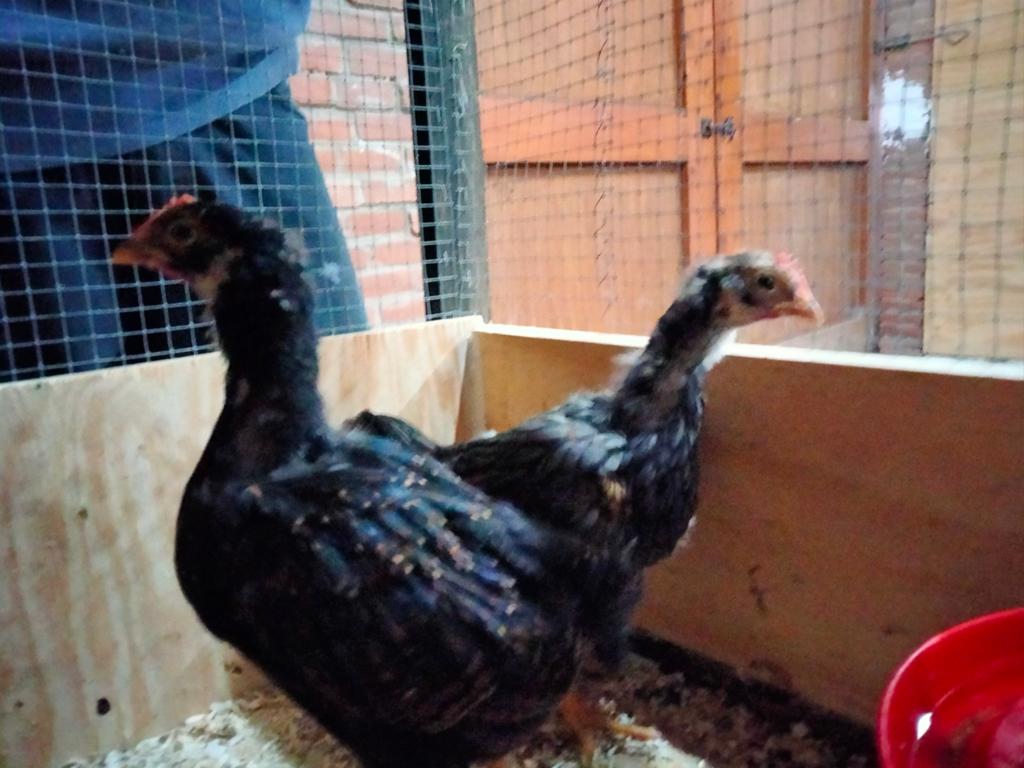 Mooie Barnevelder hanen blauw & dubbel gezoomd, Dieren en Toebehoren, Pluimvee, Mannelijk, Kip