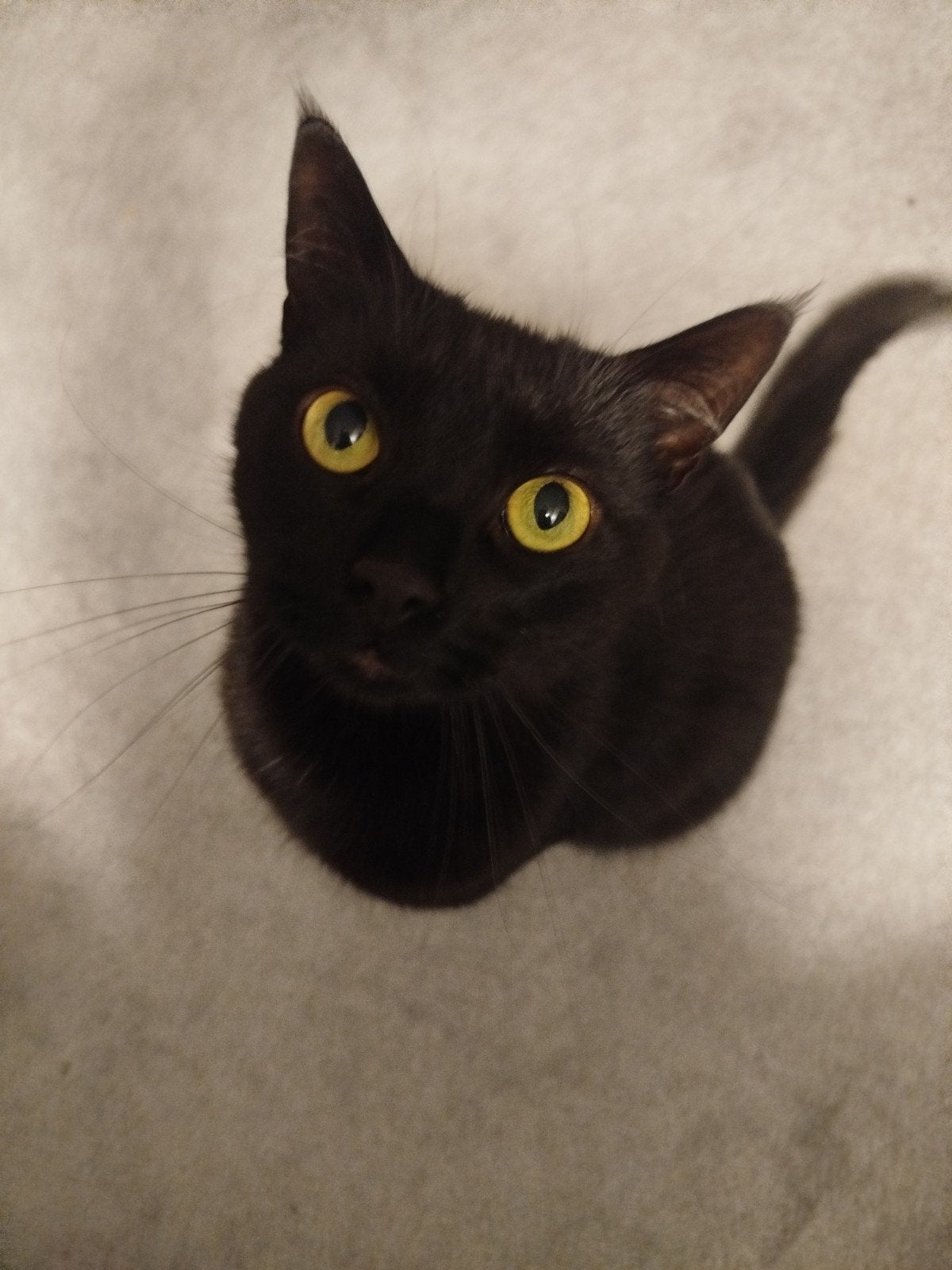 black male cat for adoption 3 years old